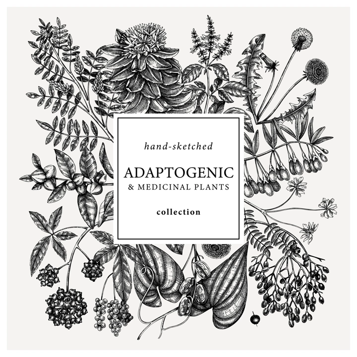 Adaptogenic plants square wreath. Hand-sketched medicinal herbs, weeds, berries, leaves frame design. Perfect for brands, label, packaging. Hand sketched adaptogens outlines. Botanical illustrations.